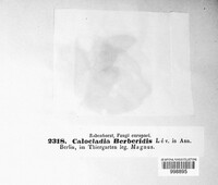 Calocladia berberidis image